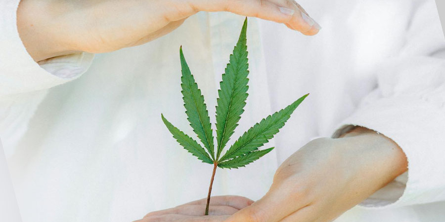 close up view of a hemp leaf in between a person's two hands